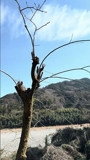 水没畑4本目柿の木剪定完了！ #畑 #剪定