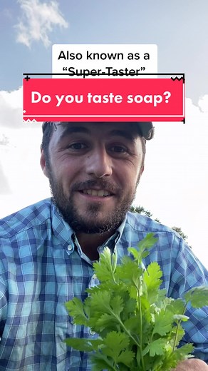 Are you a Supertaster? Discover why your rice tastes like soap