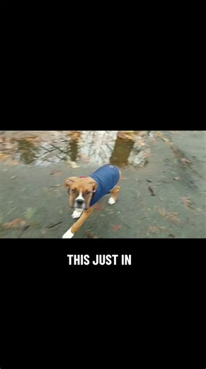 Adorable Boxer Puppies: The Cutest Companions