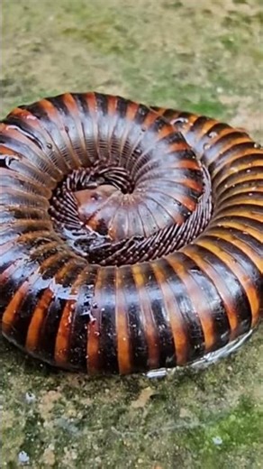 Setting Up a MILLIPED ENCLOSURE Like a Pro!