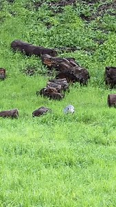 National Bird Day isn’t always graceful. Sometimes it’s herons, hawks, gophers, and an “ohhh sh*t” moment that ends with the gopher flying away. Video by @vandusenvisuals taken from our office window #ovlc #quailyeah #bird #natureismetal #ojai | Ojai Valley Land Conservancy