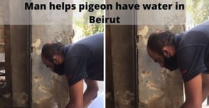 'All it takes is care:' Syrian man helps injured pigeon have water after Beirut explosion, wins hearts