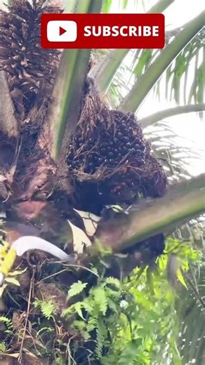 palm oil asmr #satisfying #asmr #harvest