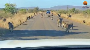 Baboon gang attacks leopard in viral video from South Africa. Watch