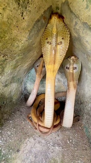 A Rare Gathering of Cobras Inside a Hidden Corner! #shorts #snake #snacks #wildlife #yt