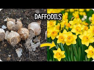 Daffodils Made Easy: How to Plant, Grow, and Care for Stunning Blooms