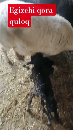 qora quloq #rek