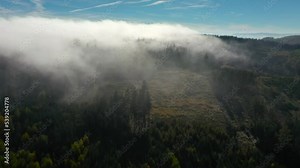 Treetops in inverted cloud cover. Deep forests in the Bavarian borderlands. Mixed forest is a source of renewable energy.