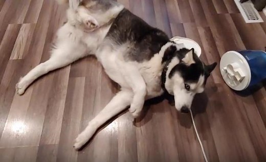 Convulsion du chien - Causes, traitement et que faire