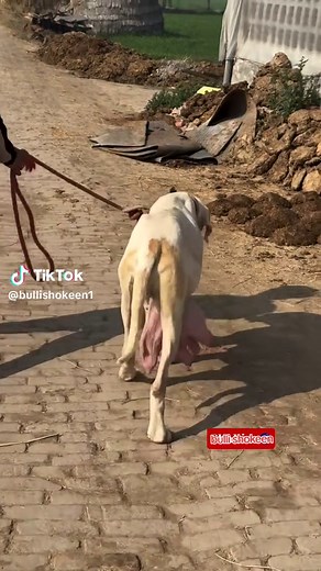 Understanding the Bully Kutta: Traits and Care
