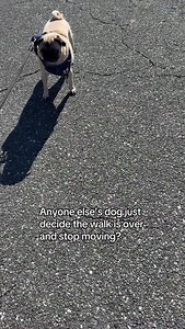 21K views · 2.1K reactions | Pug problems. | PugsnKisses | Facebook