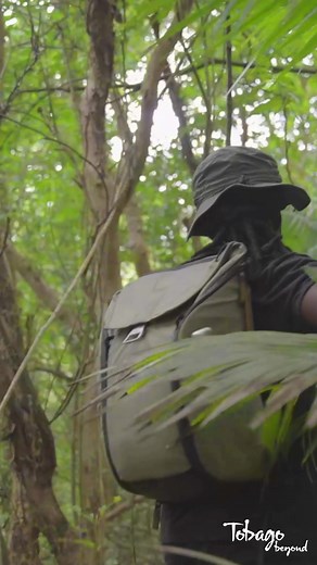 351 reactions · 40 shares | The birds of Tobago are diverse and colourful, with over 200 species including the Blue-crowed Motmot and the Rufous-tailed Jacamar.  | Tobago | Facebook