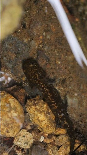 サンショウウオの幼生⑤【野生動物の仕草や行動】