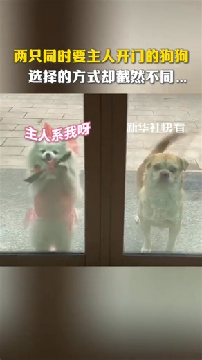 269K views · 1.5K reactions | 藍藍Two dogs, both waiting for their owner to open the door but with totally different approaches… One stays calm, while the other goes all out with over-the-top cuteness! #FunMoments #pets #WednesdayMotivation | China News 中国新闻网 | Facebook