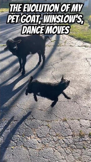The Evolution of my pet goat, Winslow’s, dance moves #goats #nigeriandwarfgoats #pets #shorts