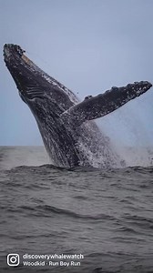 Monterey Bay National Marine Sanctuary: full of wonder and adventure. It’s one of the few places in the world that gets whale sightings year around 🐋♥️ Come sea for yourself 🌊 . . #whalewatching #humpbackwhales #california101 #sealife #marinebiology #seemonterey #cetaceans | Discovery Whale Watch