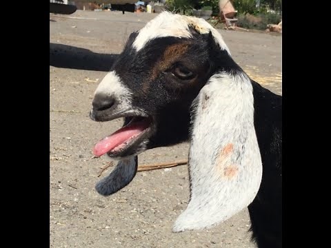 2-Week Old Newborn Baby Nubian Goat Screaming