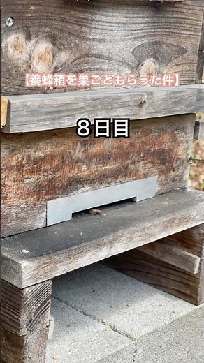 養蜂箱を巣ごともらった件９日目 #田舎暮らし #diy #養蜂 #養蜂初心者 #アウトドア