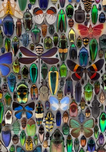 Exploring Bug Art by Christopher Marley