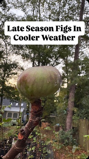 13 reactions · 4 comments | Even at the end of a growing season mature Fig Trees can still ripen even after their leaves have fallen. It’s a pretty cool attribute that fig trees have. They’re such resilient fruit trees if you have the right temperatures - and even in colder climates if you grow them in containers! Learn, Grow, Share, Phil | Phil’s Figs | Facebook