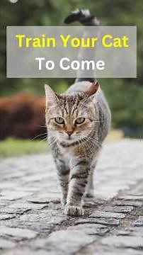 How To Train Your Cat To Come When Called 🛂