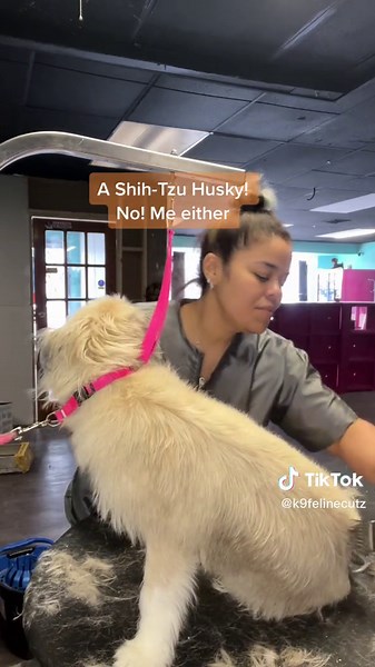 A Shih Tzu mixed with a Husky? #crazy #neverseenbefore #rare #shihtzu mixed with #husky