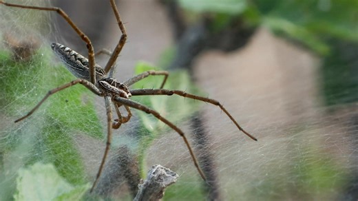 Grass spiders are quick, ground-dwelling weavers known for the distinctive funnel-shaped webs they build in lawns, shrubs, and field grasses. When insects wander onto the sheet-like web, the spider darts out from its tubular retreat with impressive speed. Although they look imposing, grass spiders are not aggressive and their bites are rare and mild. They play a helpful ecological role by keeping pest insect populations in check. Wildearth | Sandringham Private Game Reserve