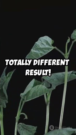 Genotype × Irrigation × Fertilization Effects on Runner Bean Traits