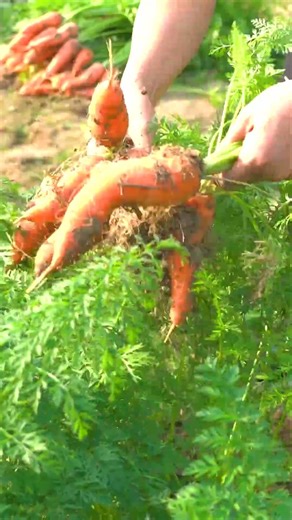 Harvesting Vibrant Carrots & Go To Market Sell
