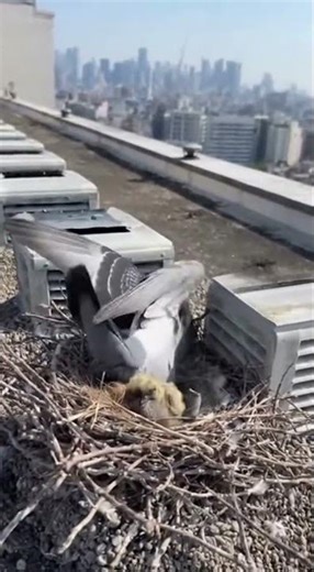 Pigeon Protects Nest During Drone Attack!