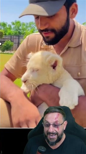 Albino lion cub @mian_azhar_lionking #biologohenrique #animals #biologist