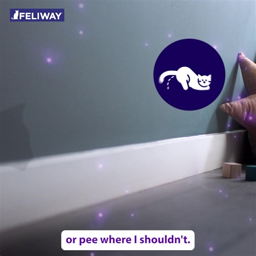 16K views · 1.3K reactions | Does you cat feel anxious when you have visitors over, during renovations or bringing a new pet into your home? FELIWAY is proven to help. | FELIWAY | Facebook