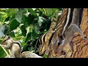 Squirrel Sounds - Squirrel Warning Call - Squirrel Chirping And Barking