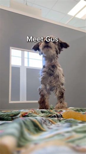 🐾 Meet Gus — A Gentle Little Guy Learning How to Trust 💛 At just 9.5 pounds, Gus may be small, but he’s full of heart (and opinions about chicken 🍗). This nervous little Miniature Schnauzer is taking brave steps every day toward trusting the world around him — and the people in it. Gus loves other dogs and feels safest with a confident canine friend by his side. He’ll need a home with another dog who can help guide him and show him that life isn’t so scary. Because of his sensitivity, Gus wil