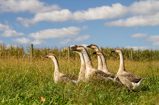 Brown Chinese Geese | Freedom Ranger’s Family of Hatcheries