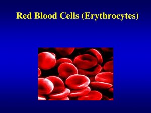 Red Blood Cells (Erythrocytes) - SlideServe