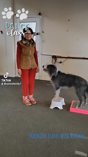 24 reactions | Tricks and Dog Dance Class #scottishinstadogs #dogtrainerlife #dogtraineruk #dogsofinstagram #dogdancing #dancingdog #trickdogsoftiktok #funfordogs #dogsofttiktok #freestyle #enrichmentfordogs | Trainyourdogs with Heather Smith | Facebook