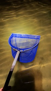 Full moon action? #fish#fyp#aquarium#tidepools#octopus#ocean#animals#viral#sea#nature#fishing#fishkeeping#hawaii#catchandrealease#hawaiifishing#coralreef#reeftank#adventure#wild#wildlife | Hawaiifish55g