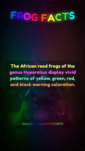The African reed frogs of the genus Hyperolius... | Frog Facts