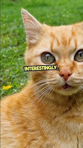 Cat Color Genetics Explained 🐾 | Unlock the Secrets