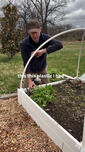 Why you should grow arugula #gardening