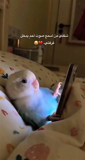 🤣🤣🤣 #اكسبلور #ضحك #ضحكة