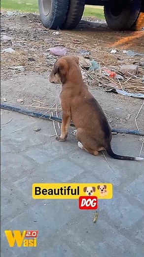 Beautiful Dog Papy 🐕 Dogs Viral Videos #dog #viralvideos #shorts