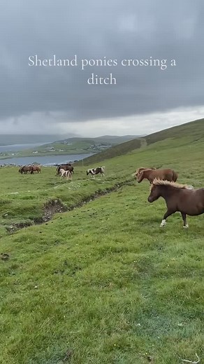 Too cute to not share again 😊🐴 Shetland ponies are an ancient breed, with remains of small ponies being found on the Shetland Isles dating to 2000 years ago! The remoteness of Shetland meant that very few horses were imported which has kept the breed pure. The lack of available fodder (especially in the winter) made these ponies extremely hardy, strong, and resilient - it also possibly accounts for their small stature (which would need less energy than a larger animal). Like a lot of the UK br