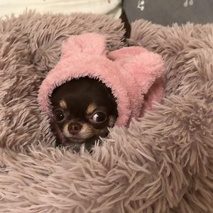 16K views · 621 reactions | Somebunny looks sleepy!  :...