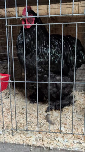 4.1K views · 180 reactions | A few Black Cochin Large Fowl Cockerels getting a look over... | M&M Exhibition Poultry | Facebook