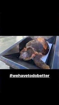 LIVE feed large loggerhead sea turtle with a spear through his head rescued in the Flo