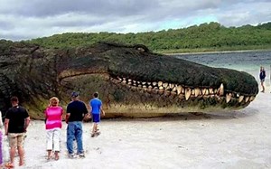 巨物恐惧症勿入！这是10种地球上存在的最大生物