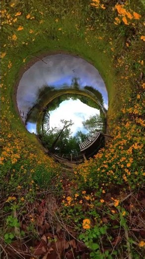 DJI Avata 360 down the rabbit hole yellow flowers 9x16