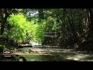 4K Natural Ambient Sounds / 2026 Sound of a Spring-Fed River and Birdsong